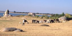 boy with cattle