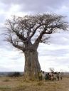 baobab tree